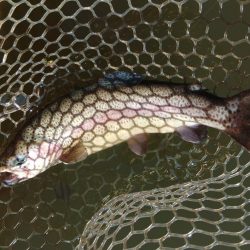 ナイスサイズ連発！ 大安トラウトレイク